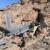 Yemeni army shoots down Saudi spy drone in Najran