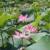 VIDEO: Indian lotus most famous plant in Anzali Lagoon