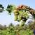 VIDEO: Harvesting grapes in Chaharmahal and Bakhtiari prov.