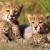 VIDEO: New footage from two Asiatic cheetah cubs