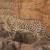 VIDEO: Leopard spotted in Kohgiluyeh and Boyer-Ahmad