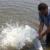 ۳۵۰ هزار قطعه بچه ماهی در دریاچه سد مسجدسلیمان رها سازی شد