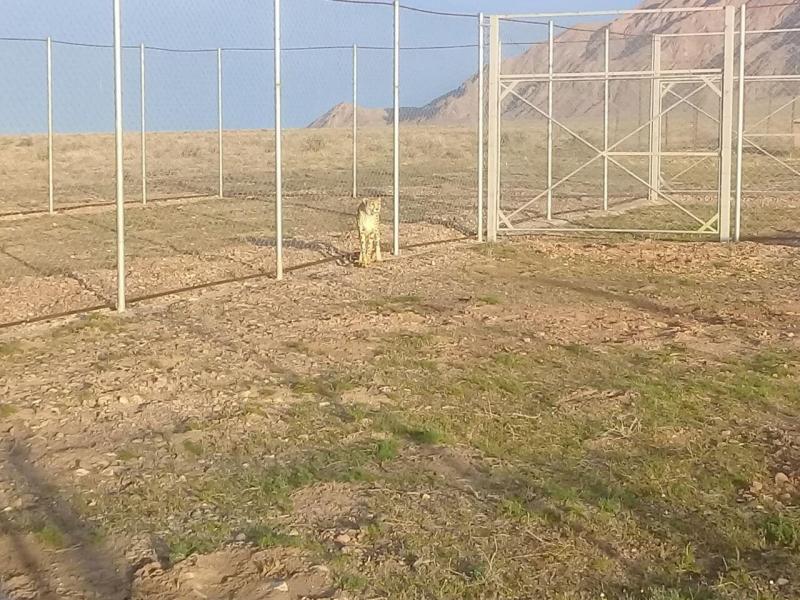 بازگشت یوزپلنگ آسیایی به پارک ملی توران/ماجرای تخریب خودروی پلیس راهور در خوی چه بود؟/ سفری مجازی به آب انبار سردار در قزوین