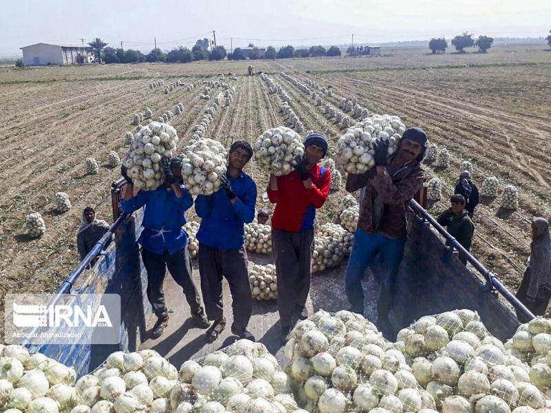 دولت با لغو تعرفه صادراتی یاور پیازکاران شد