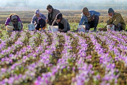 سهم ناچیز ایران از بازار گیاهان دارویی در دنیا / ۸۰۰۰ گونه گیاهی داریم