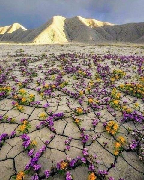 صحرای پر گل شیلی؛ پدیده ای که هر ۵ سال یک بار روی می دهد /عکس
