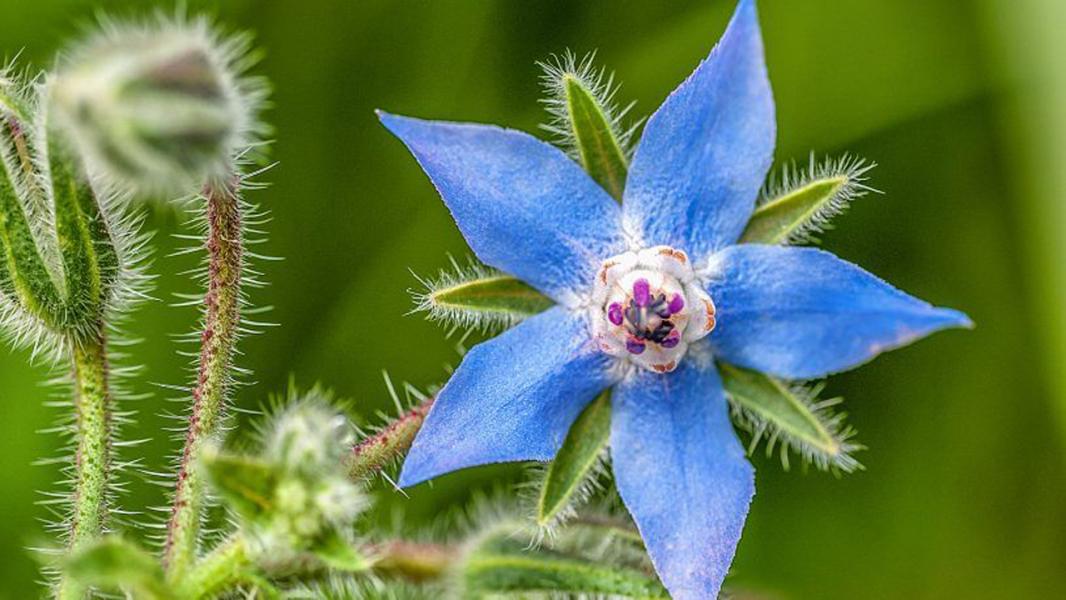 آغاز برداشت گیاه دارویی گل گاو زبان در شمال فارس