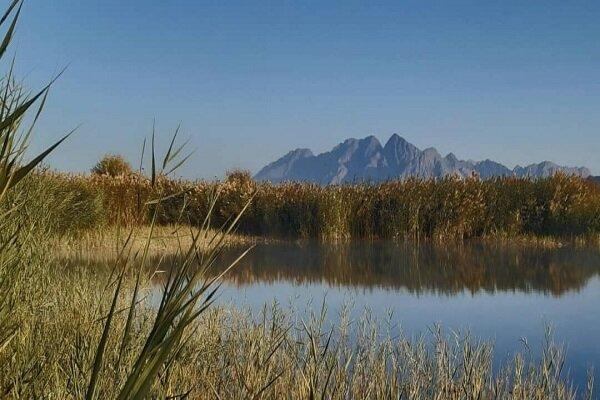 تالاب شیرین سو همدان پذیرای پرندگان مهاجر