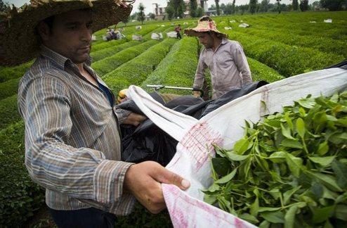 ۱۲ کشور خریدار چای ایرانی هستند