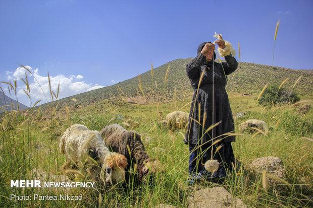 عشایر، جنگل‌بانان ومحیط‌بانان رایگان کشور هستند