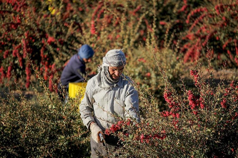 راه‌اندازی صندوق حمایت از زرشک و عناب در خراسان جنوبی ضروری است