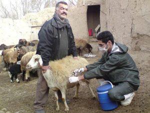 سال آینده واکسن تب ۳ روزه را صادر می‌کنیم