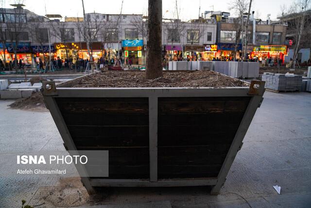 جابه جایی موفق ۸۰ تا ۹۰درصد درختان در عملیات های عمرانی شهر