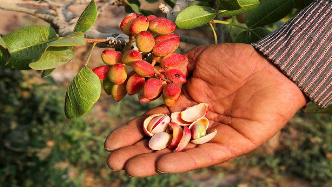 بهره برداری۵۰۰ تن سالانه پسته ارگانیک از جنگل‌های سرخس