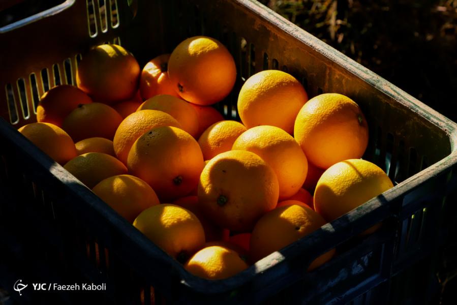 نرخ انواع مرکبات از شمال تا جنوب؛ بازار سیاه پرتقال و نارنگی به دست دلالان راه افتاد!