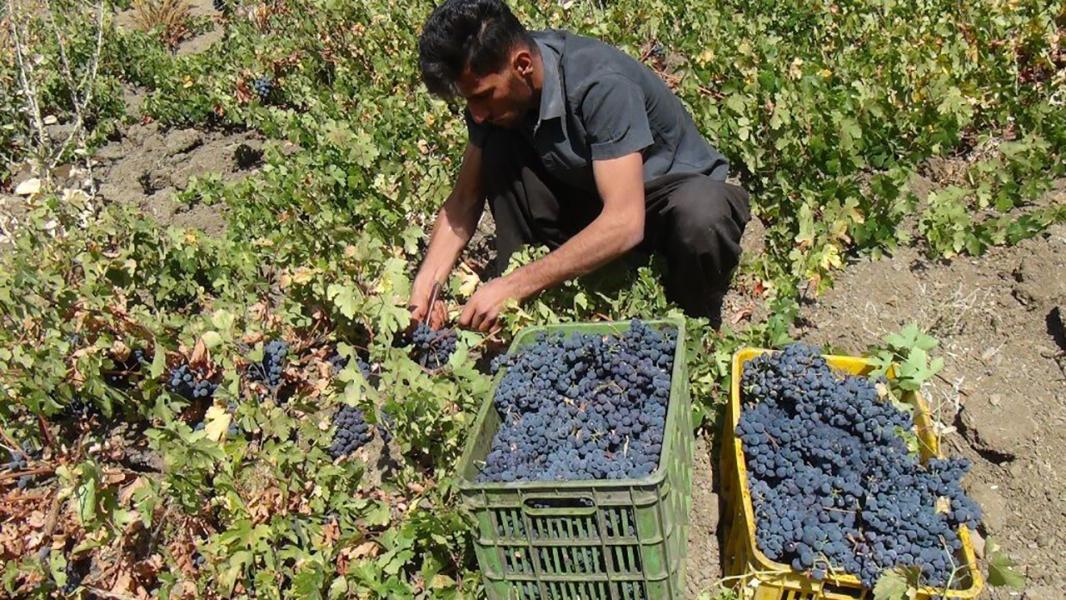 برداشت انگور سیاه در خلیفان آغاز شد