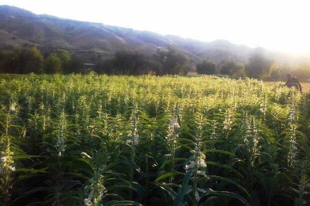 جشنواره کنجد در شوشتر برگزار شد