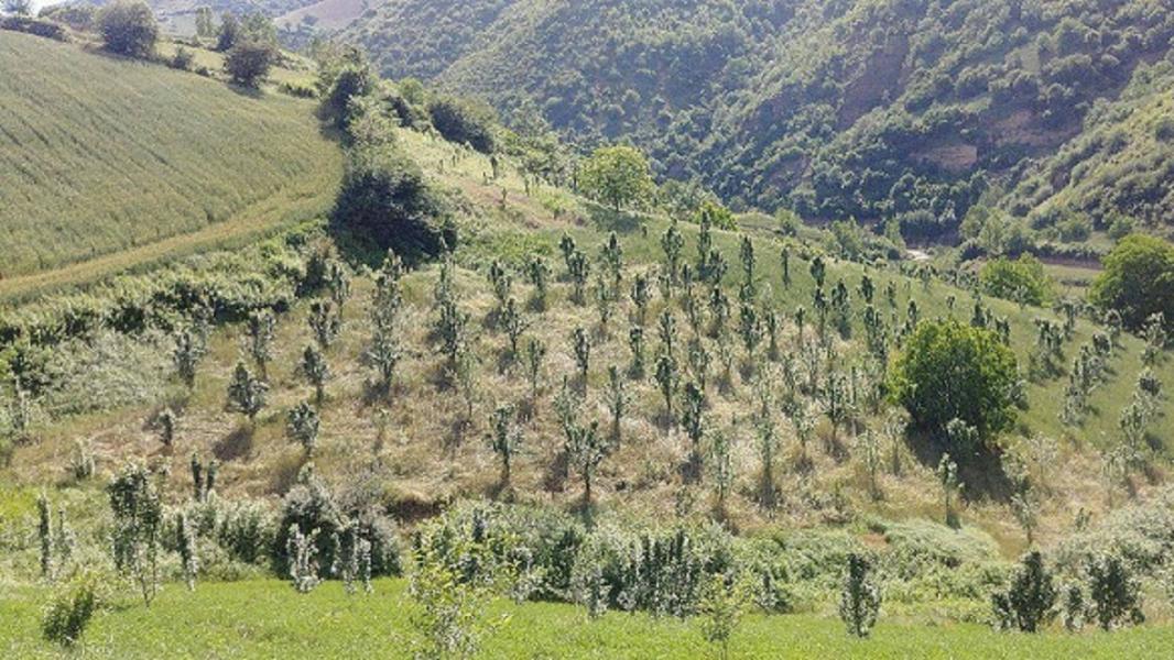 آغاز عملیات اجرایی بیولوژیک در سطح ۱۵۰ هکتار از مراتع شهرستان دامغان