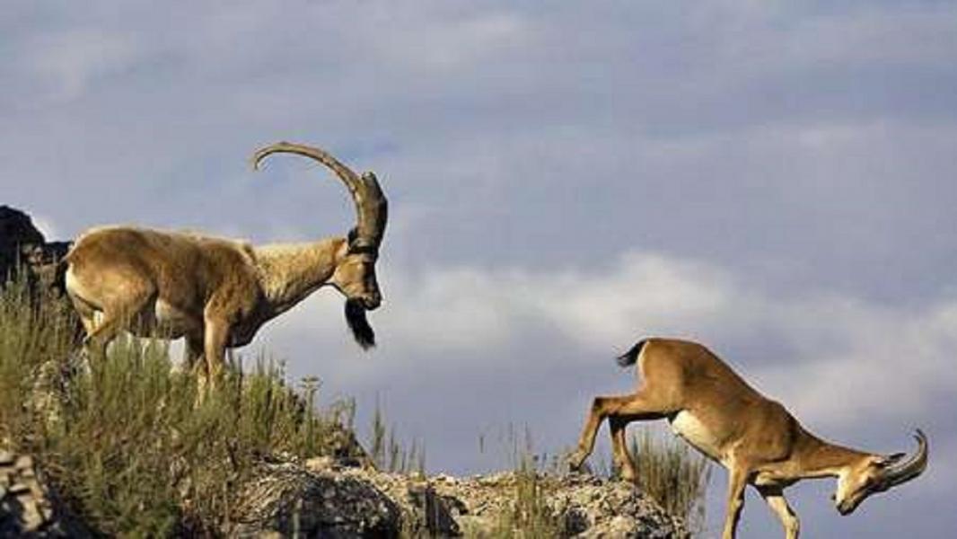 منطقه حفاظت شده باشگل مکانی مناسب برای گردشگر