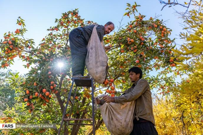 برداشت خُرمالوِ جهانی «قصردشت» شیراز