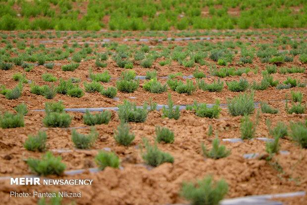 پیش بینی افزایش ۳۰۰ هکتاری سطح زیر کشت گیاهان دارویی در مرکزی