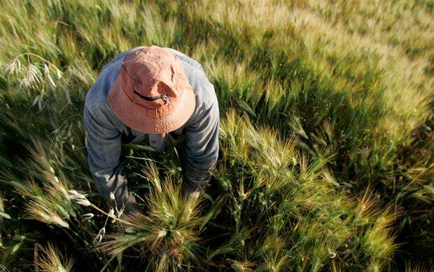 درخواست ۲ هزار میلیارد تومان برای افزایش تسهیلات کشاورز کارت