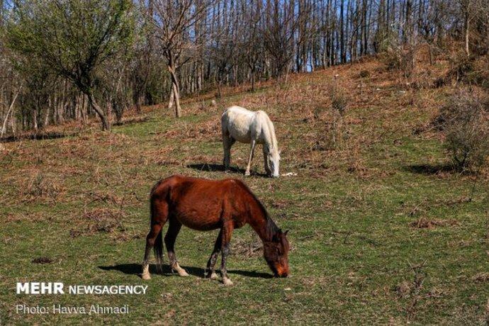 روستای «ولیلا»