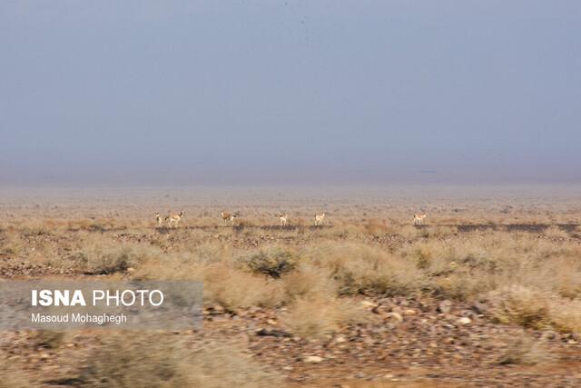 «کویر» منطقه‌ای با ۲۰۵ گونه گیاهی