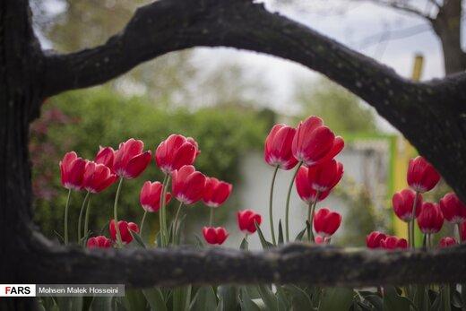 ۱۵ گل زیبا که در شب شکوفا می‌شوند + تصاویر