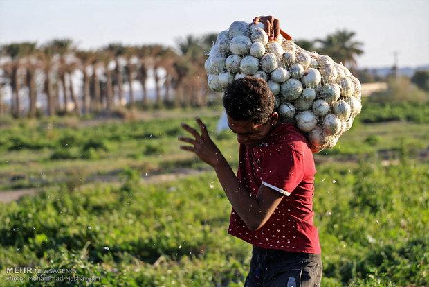 عواملی که باعث شد صد‌ها تن پیاز کشاورزان از بین برود