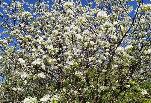 جوانه زدن شکوفه های بهاری در روستای کردآباد شهرستان سلسله