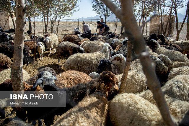 بررسی شیوع ویروس "تب خون‌ریزی‌دهنده کنگو" در شرق ایران