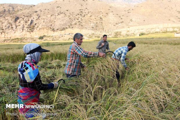 دلالان برنج و سودهای نابرده رنج/ دسترنج شالیکاران به یغما رفت