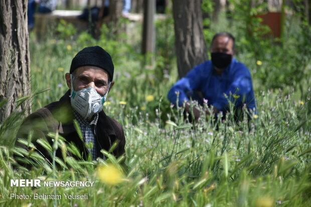 سونامی سالخوردگی ایران را تهدید می کند/سهم سالمندان از اشتغال