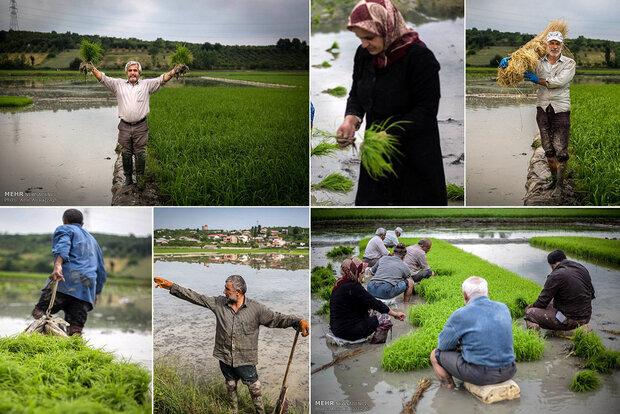 رقابت شانه به شانه ارقام اصلاح شده برنج/ بررسی نقش بازار