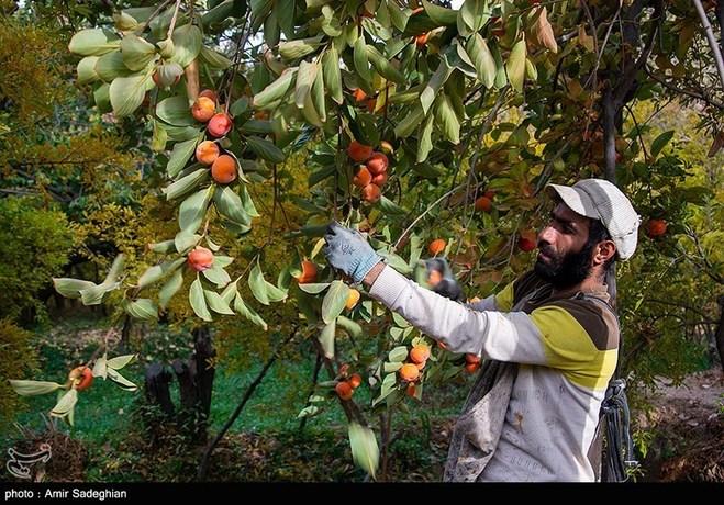 برداشت خرمالو قصرالدشت در شیراز