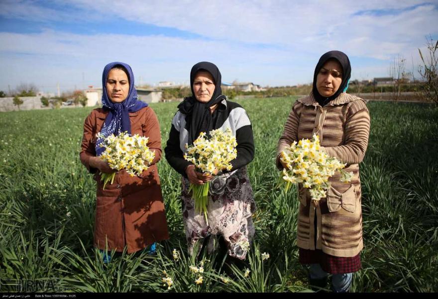 آغاز برداشت گل نرگس در مازندران