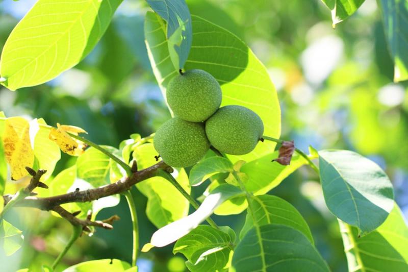 جامع‌ترین راهنمای خرید نهال گردو پربار در بهمن ۱۴۰۰