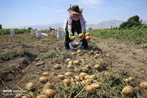 سونامی دلال ها کشاورزی جنوب کرمان را نابود می کند