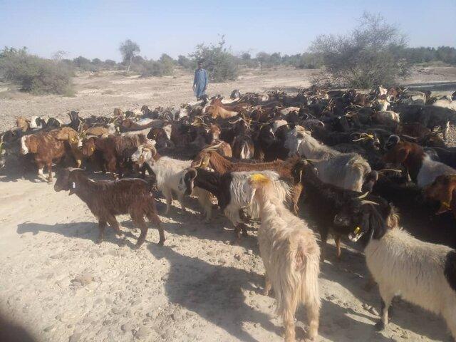 ۱۸۰ رأس دام سبک مولد بین دامداران سیل زده شهرستان دشتیاری توزیع شد