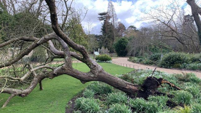 طوفان 'درخت سیب نیوتن' در باغ گیاهشناسی دانشگاه کمبریج را انداخت