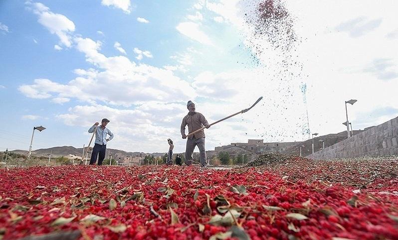 چرخه‌ای برای از بین رفتن کشاورزی در خراسان جنوبی؛ از نبود زیرساخت تا بی‌میلی سرمایه‌گذاران صنایع تبدیلی