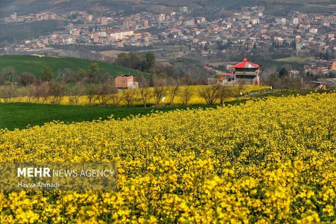 فرش طلایی کلزا بر دامان دارابکلا