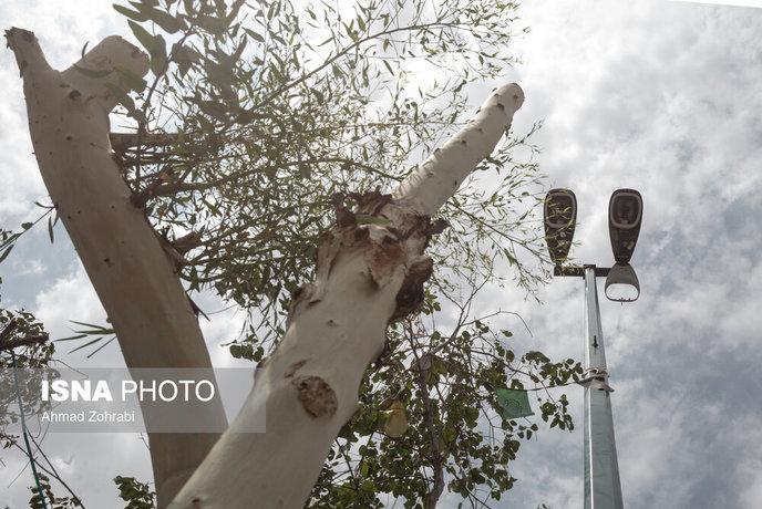 «اکالیپتوس»؛ درختان همیشه سبز، مهاجم آب