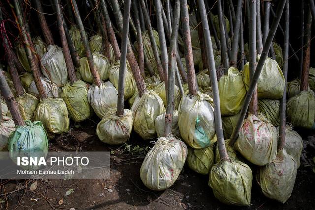 غرس ۲۰۰۰ اصله نهال در عرصه‌های تحت تاثیر فعالیت‌های معدنی تربت‌ جام