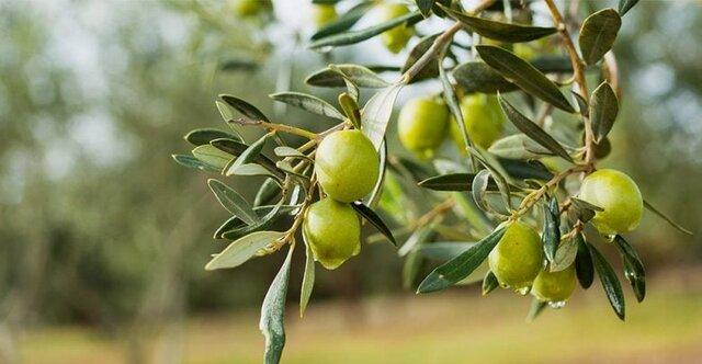 باغ‌داران طارمی به تغذیه درختان زیتون توجه کنند