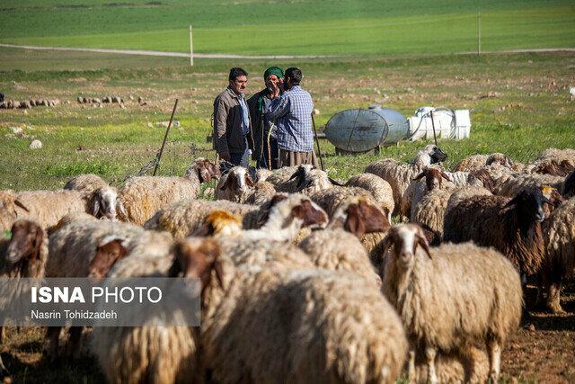 دامداران کوچ‌رو شهرستان کلات همچنان بدون متولی