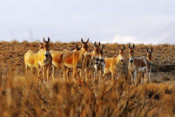 ابطال ۸۰ مجوز فعالیت معدنی در منطقه حفاظت شده بهرام گور