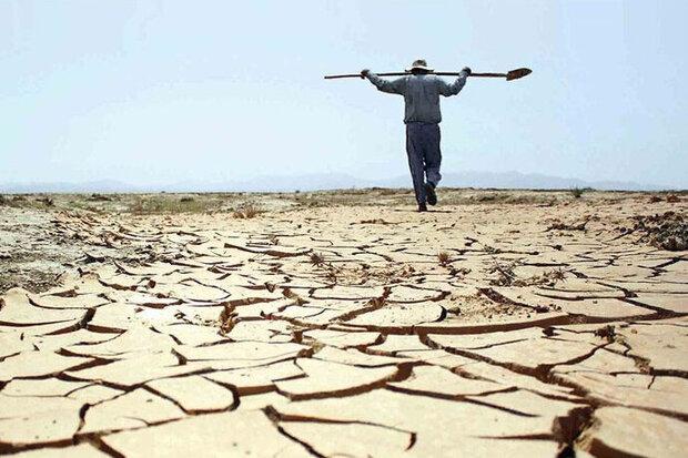 سیلی خشکسالی صورت باغات انجیر را سیاه کرد/ دست خالی «مادیان رود»!