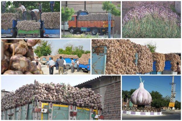 جشنواره بزرگ سیر «تیمورلو» برگزار می‌شود